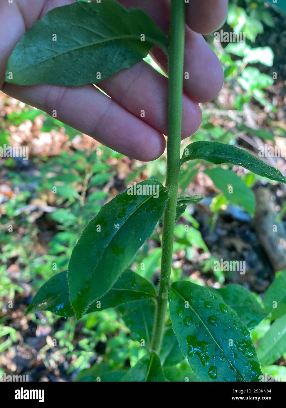 Salat, Zichorie, Löwenzahn und Schwarzwurzstamm (Cichorieae) Stockfoto