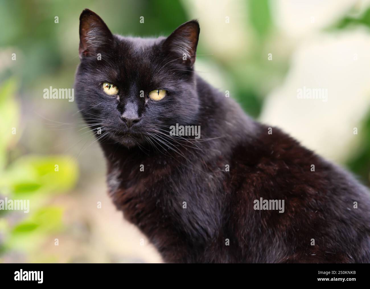 Porträt einer schwarzen Katze, die in einem Garten sitzt, Großbritannien. Stockfoto