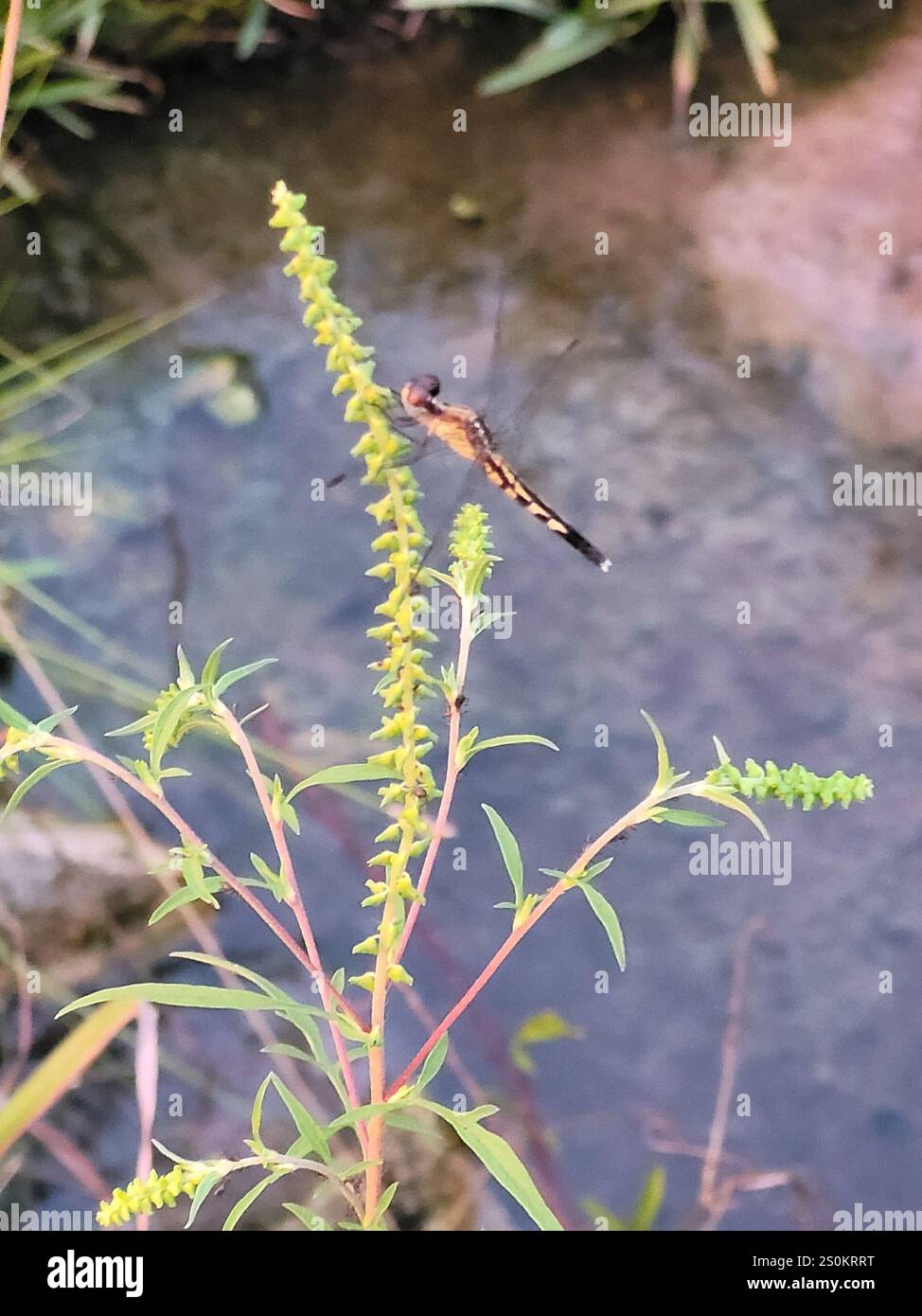 Little Blue Dragonlet (Erythrodiplax minuscula) Stockfoto