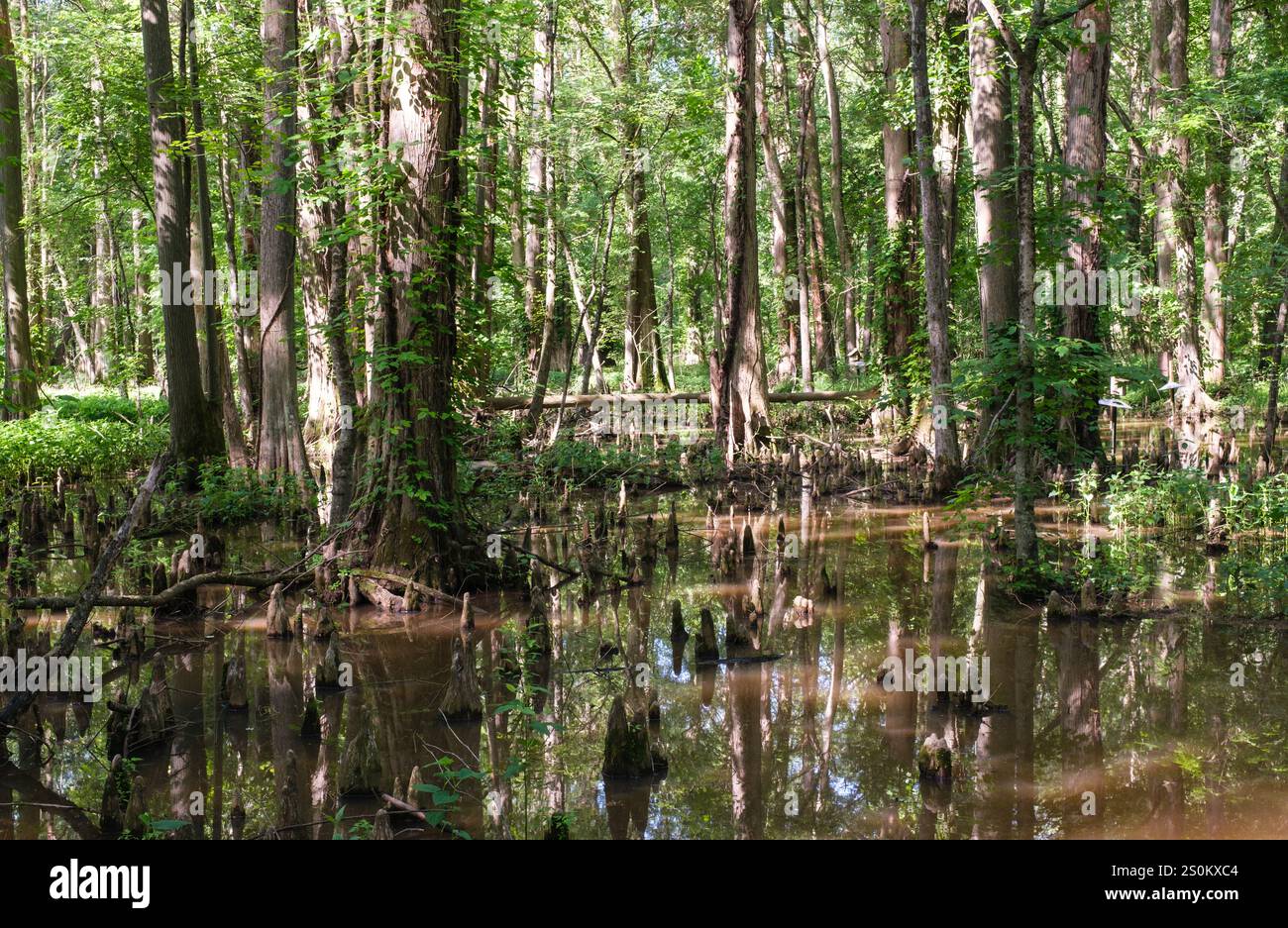 Battle Creek Cypress Swamp, Maryland, USA, ein Naturreservat für Feuchtgebiete. Stockfoto