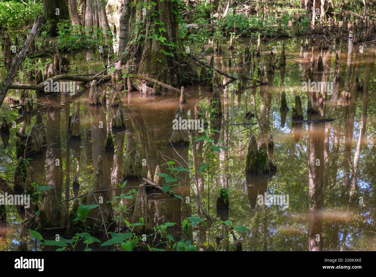 Battle Creek Cypress Swamp, Maryland, USA, ein Naturreservat für Feuchtgebiete. Zypressen-Knie, die durch das Wasser stochen. Stockfoto