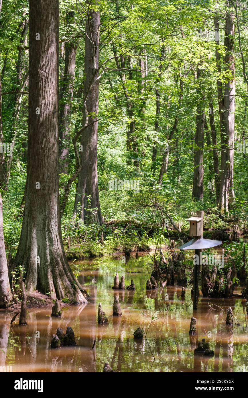 Battle Creek Cypress Swamp, Maryland, USA, ein Naturreservat für Feuchtgebiete. Zypressen-Knie, die durch das Wasser stochen. Leitblech zum Schutz der Vogelnest-Box. Stockfoto