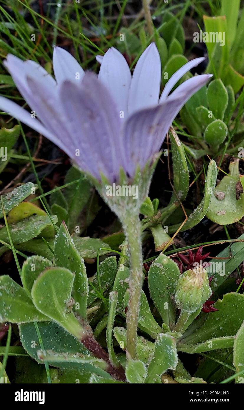 Afrikanische Gänseblümchen (Dimorphotheca fruticosa) Stockfoto