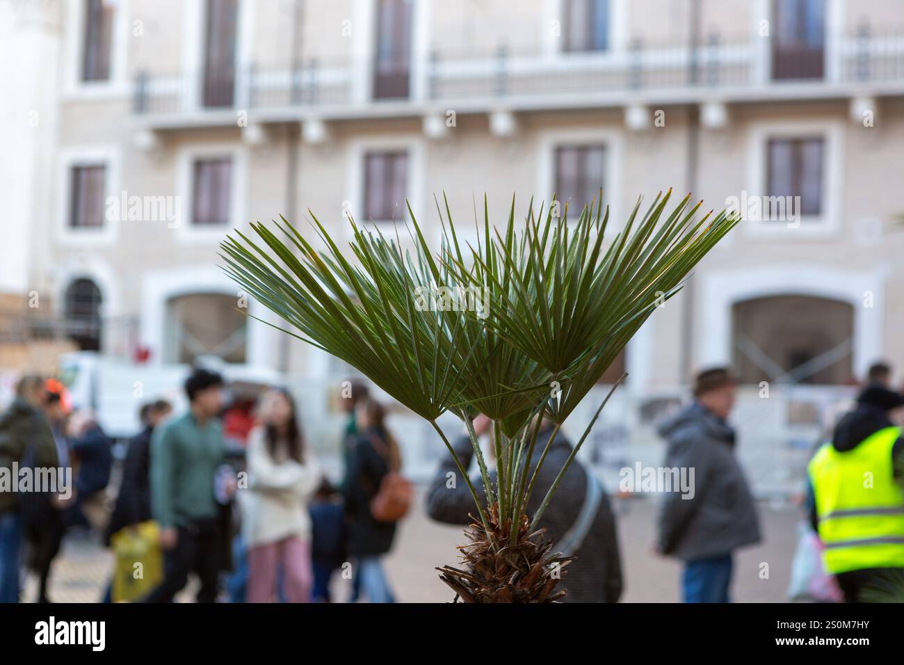 Eine Pflanze mit spitzen Blättern steht allein auf der Piazza Navona in Rom Stockfoto