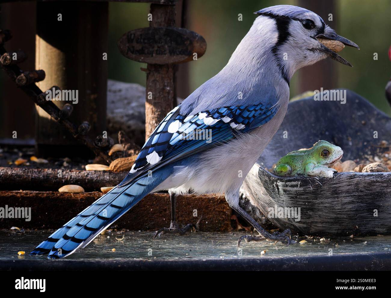 Ein Bluejay auf dem Hinterhof-Deck. Stockfoto