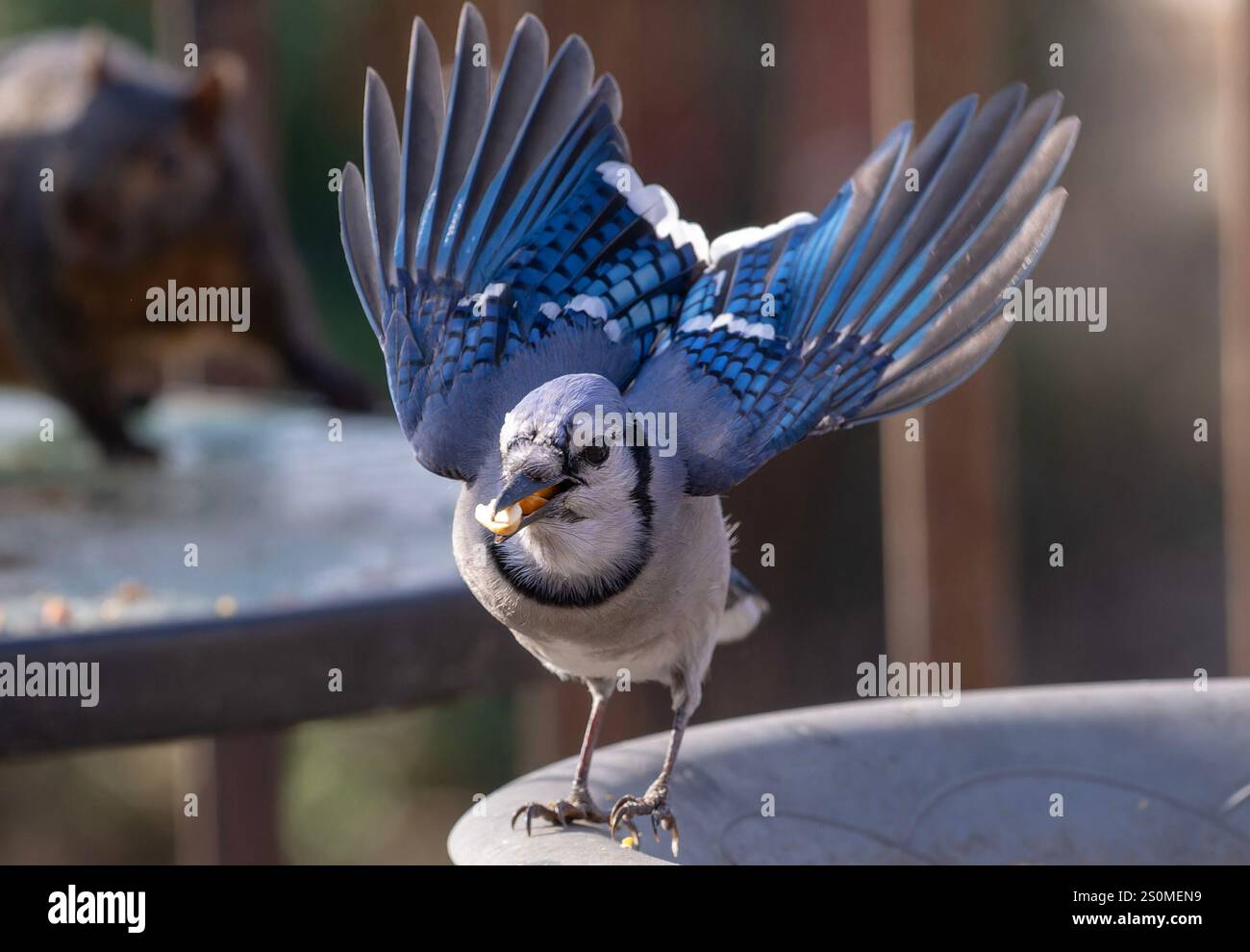 Ein Bluejay auf dem Hinterhof-Deck. Stockfoto