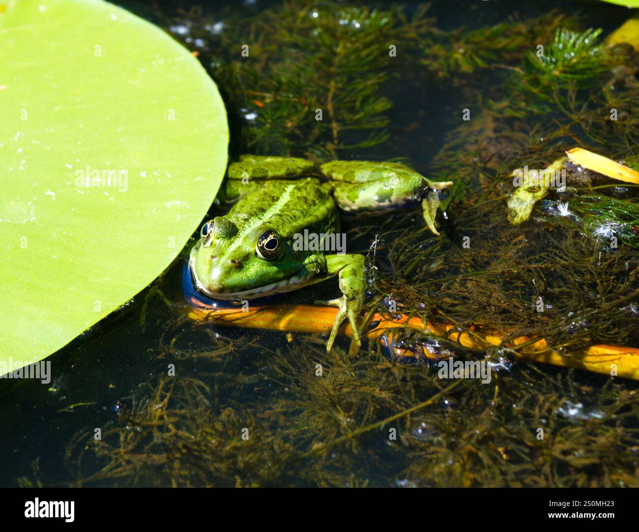 Frosch auf einem grünen Lilienblatt im Fluss Dnieper. Cherson Region Ukraine. Stockfoto