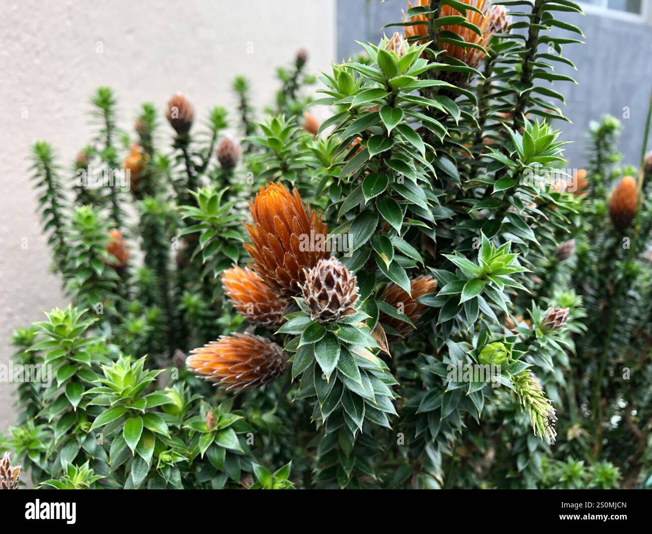 Chuquiragua (Chuquiraga jussieui) Stockfoto