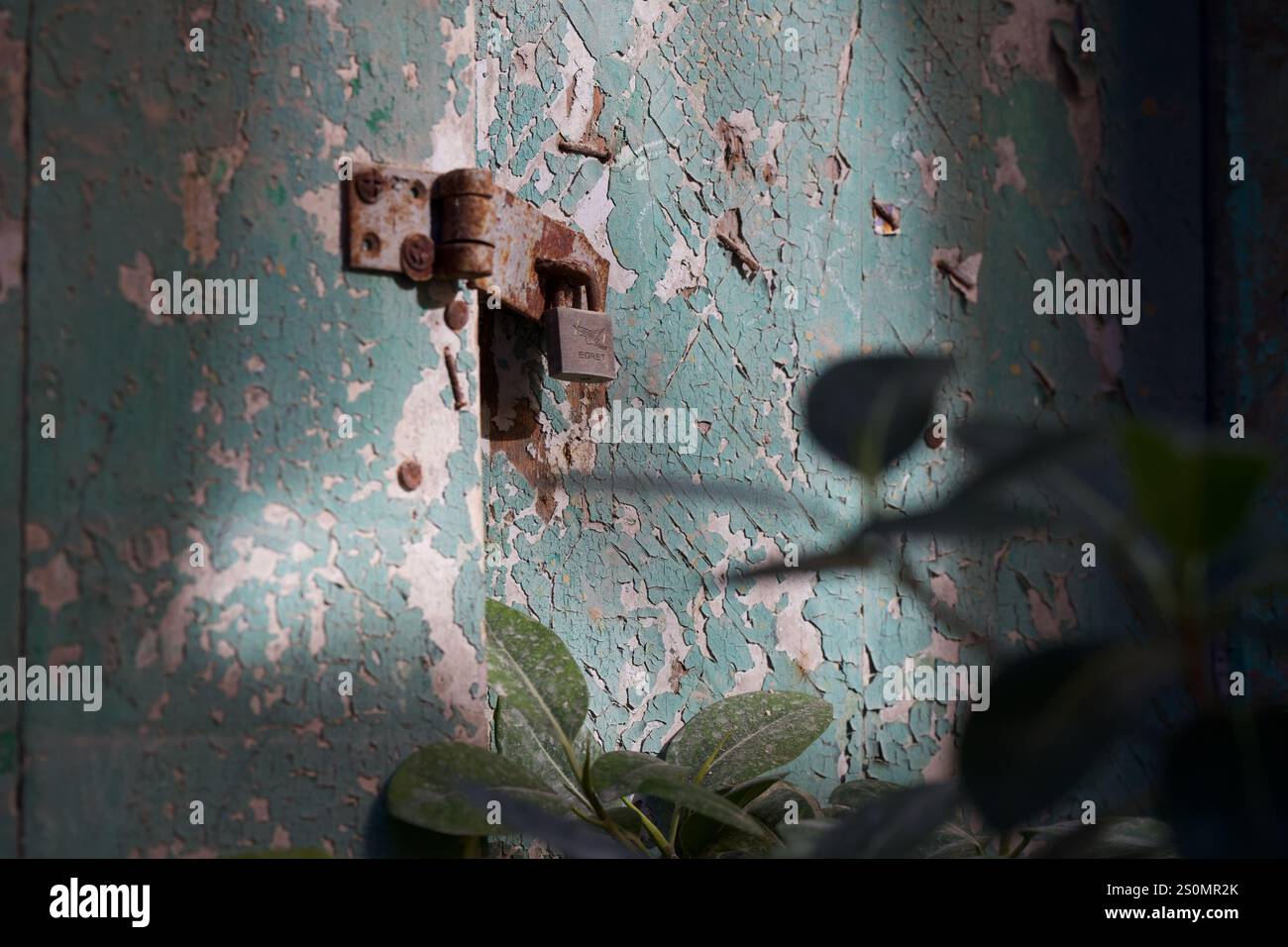Rostiges Vorhängeschloss und Scharnier an einer verwitterten Tür mit grüner, abblätternder Farbe in einem Lichtbad. Stockfoto