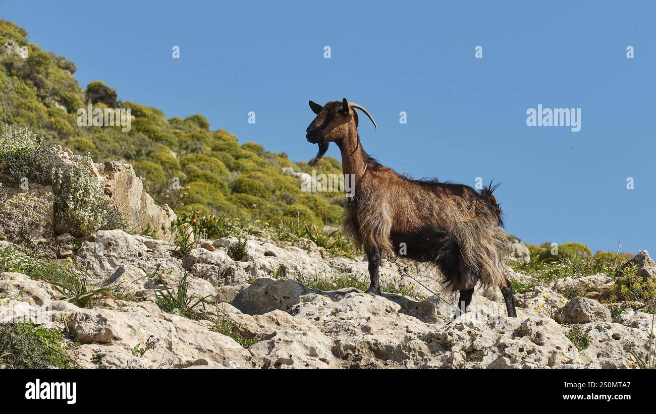 Eine einzelne Ziege steht auf einem felsigen Hügel unter klarem blauem Himmel, Schaf (e) oder Ziege (n), ovis, Caprae, Kreta, griechische Inseln, Griechenland, Europa Stockfoto