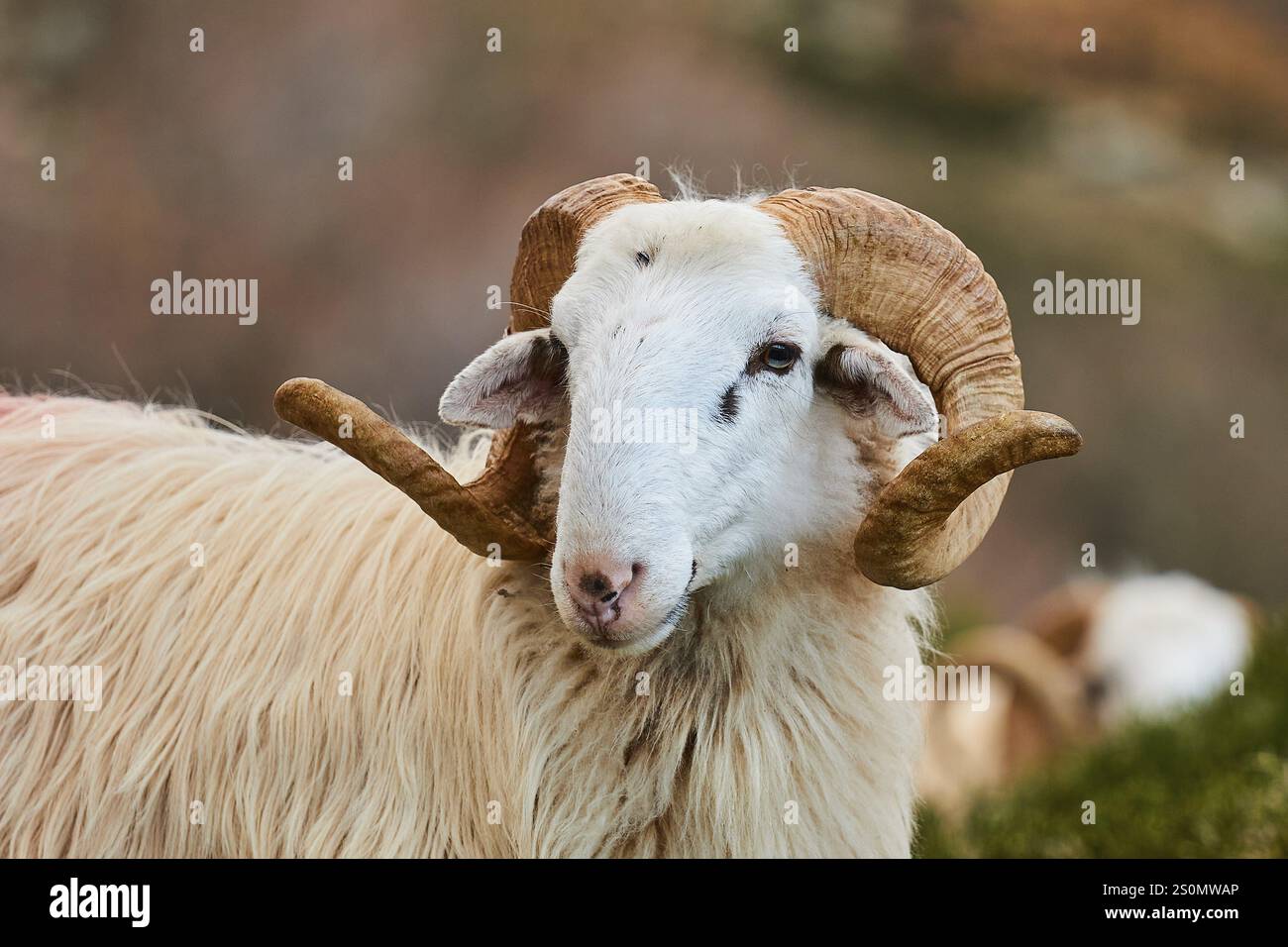 Nahaufnahme eines Schafes mit großen, gekrümmten Hörnern, eines Schafes (e) oder einer Ziege (n), eines Ovis, einer Caprae, Kreta, Griechischen Inseln, Griechenland, Europa Stockfoto