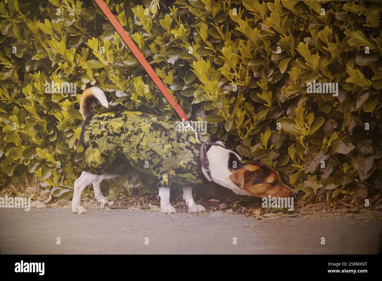 MAUSA VAUBAN, Museum of Urban Art and Street Art, Festung Neuf-Brisach, Frankreich, Europa, Ein Hund an der Leine erkundet die grüne Gegend, umgeben von Blättern Stockfoto