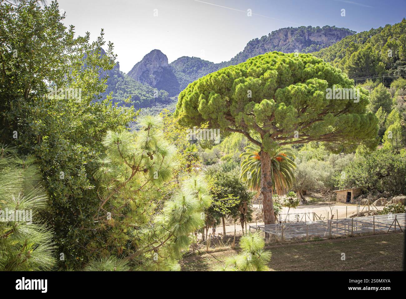 Eine malerische Landschaft mit großen Bäumen und Bergen im Hintergrund unter klarem Himmel, Jardines de Alfabia Gärten, Bunyola, Mallorca, Spanien, Euro Stockfoto