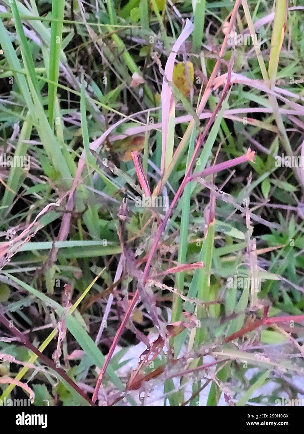 Little Blue Dragonlet (Erythrodiplax minuscula) Stockfoto