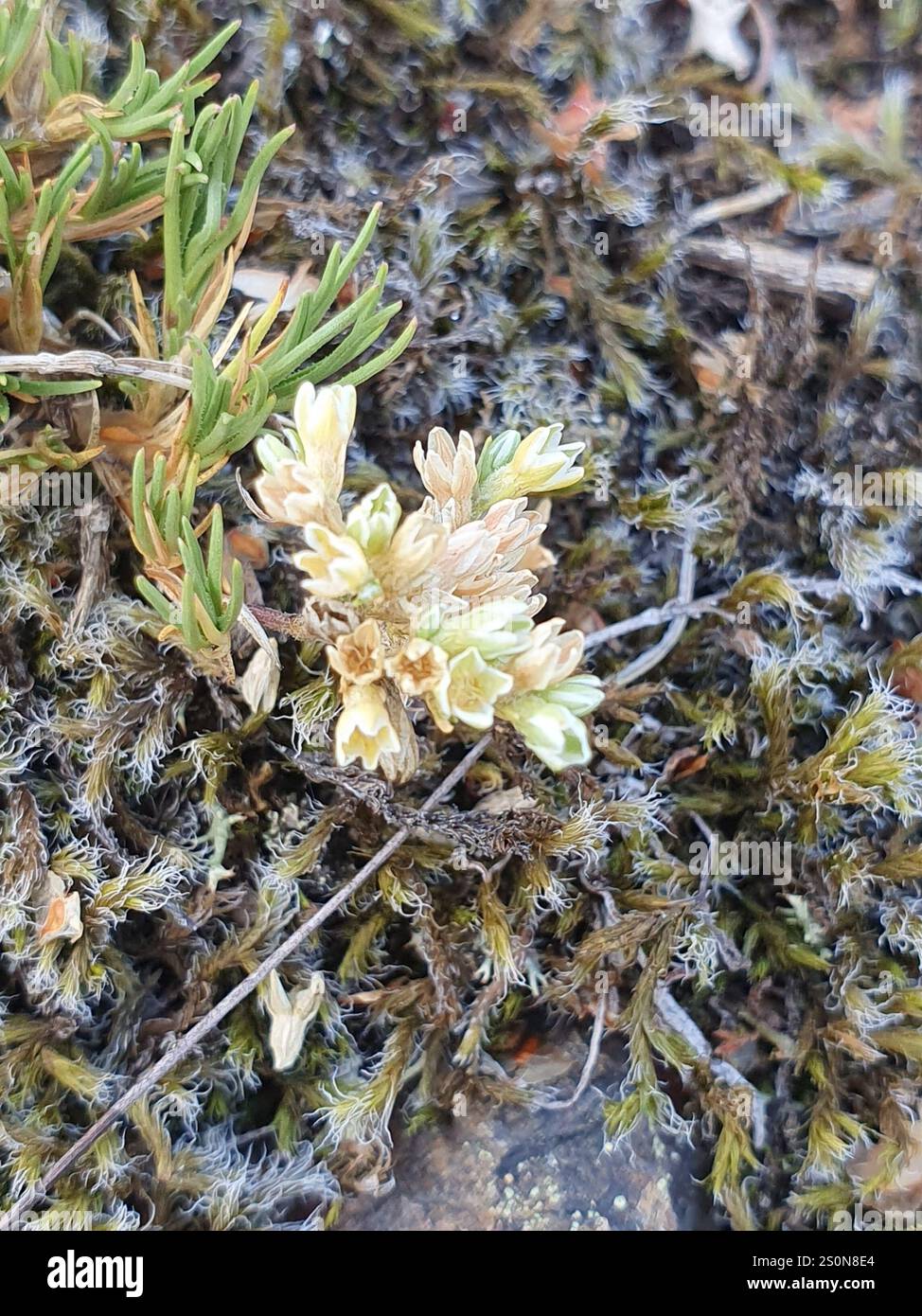 Mehrjährige Knawel (Scleranthus perennis) Stockfoto