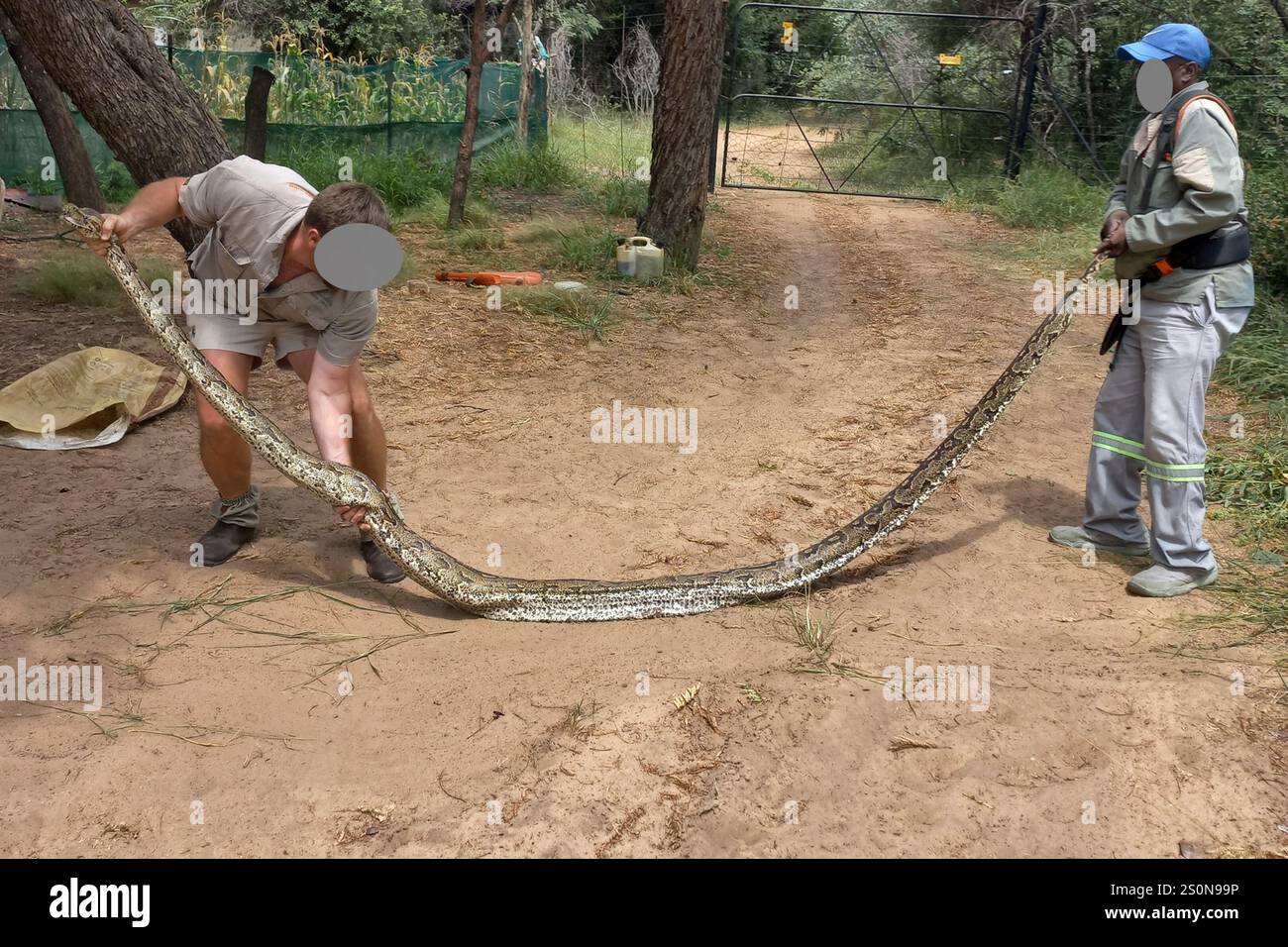 Südafrikanischer Python (Python natalensis) Stockfoto