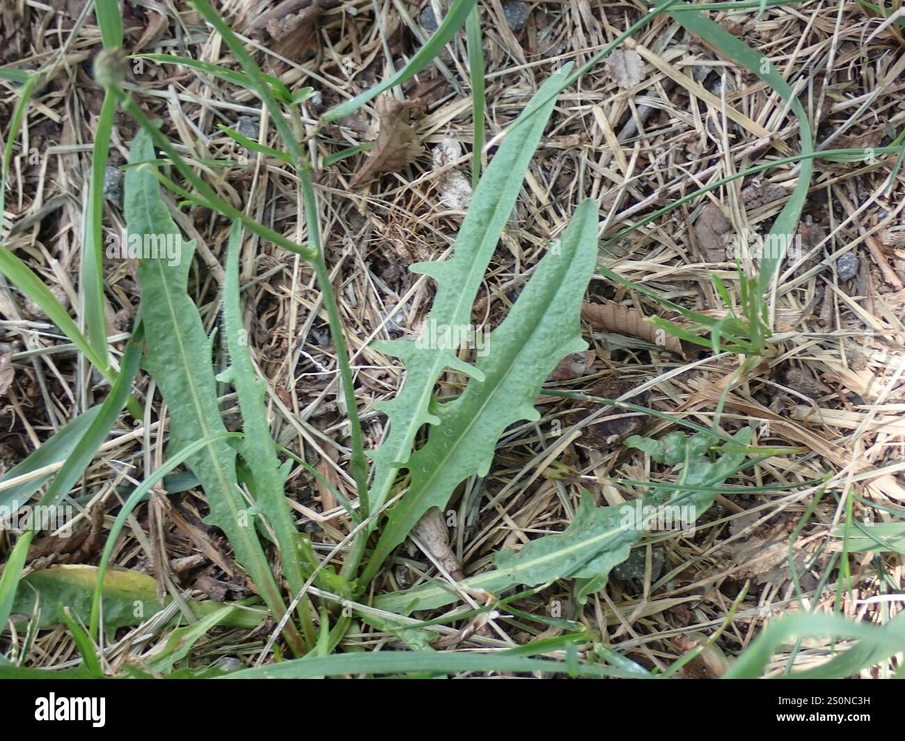 Herbst Hawkbit (Scorzoneroides Autumnalis) Stockfoto