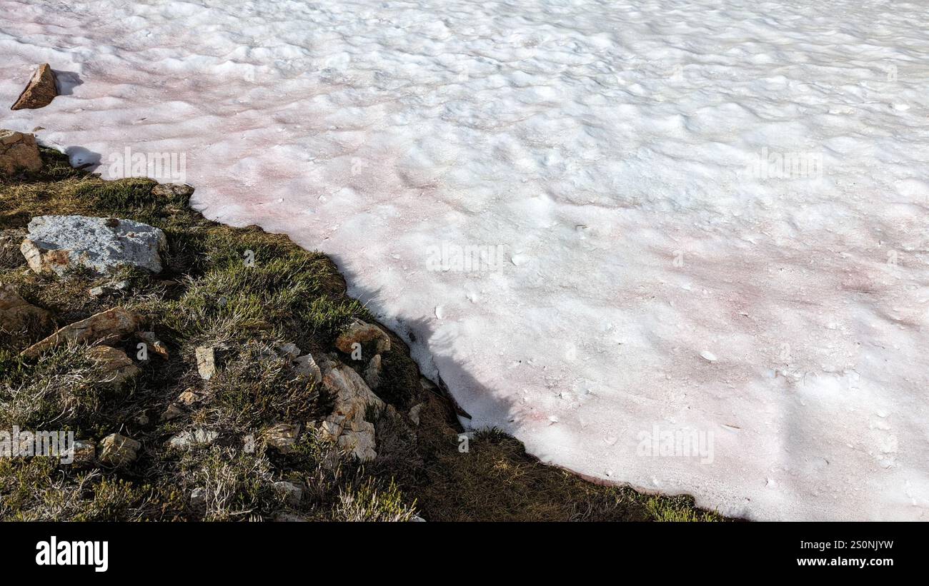 Wassermelonenschnee (Chlamydomonas nivalis) Stockfoto