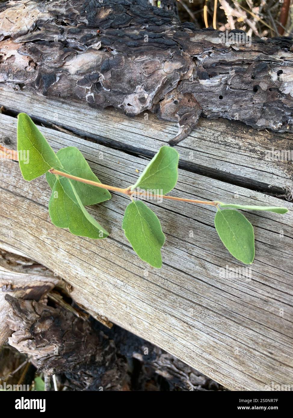 Kriechbeere (Symphoricarpos mollis) Stockfoto