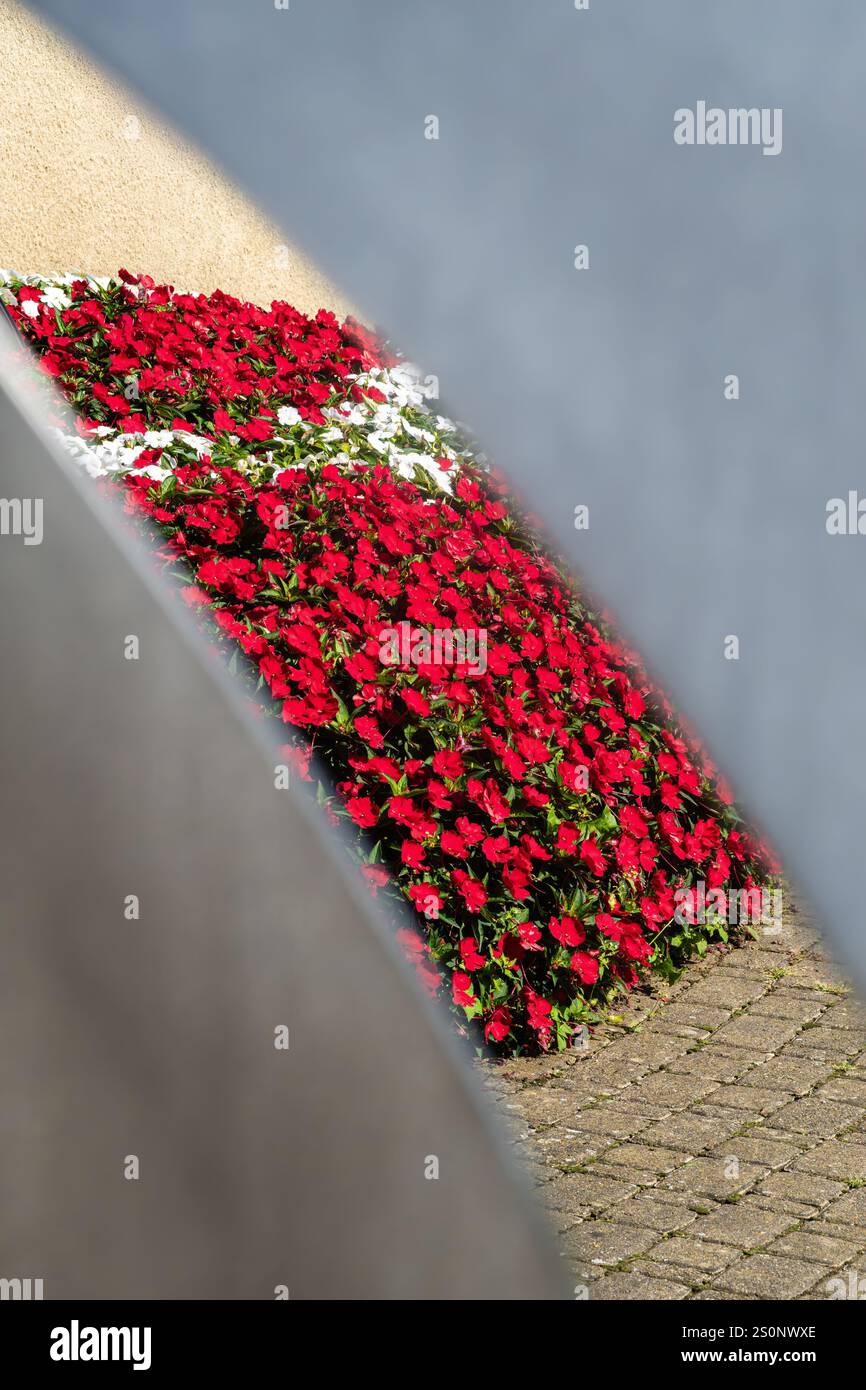 Eine lebendige Darstellung von roten und weißen Blumen durch die Metallöffnung, die eine farbenfrohe und optisch ansprechende Szene schafft. Stockfoto