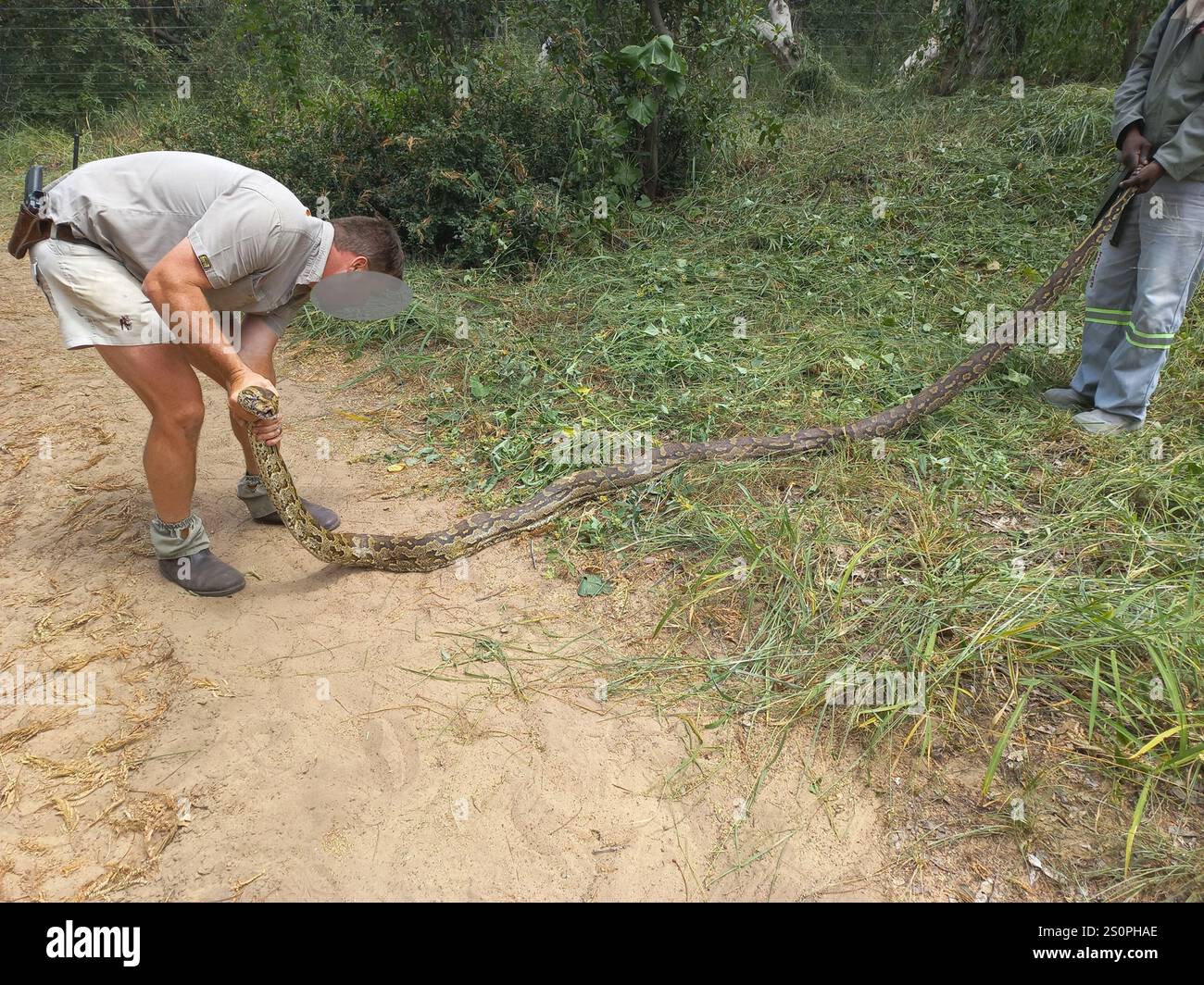 Südafrikanischer Python (Python natalensis) Stockfoto