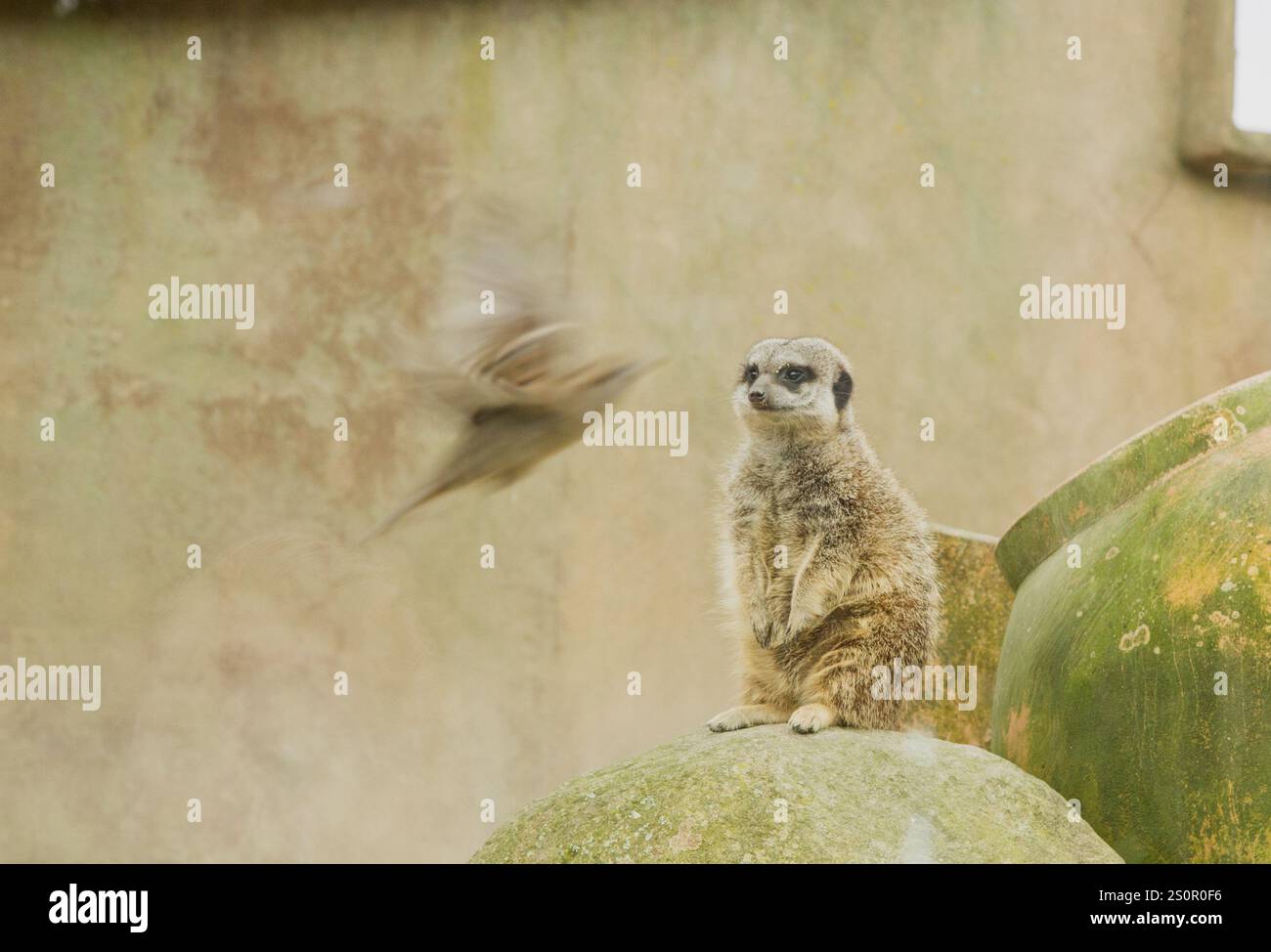 Erdmännchen beobachten, wie Vögel vorbeifliegen Stockfoto