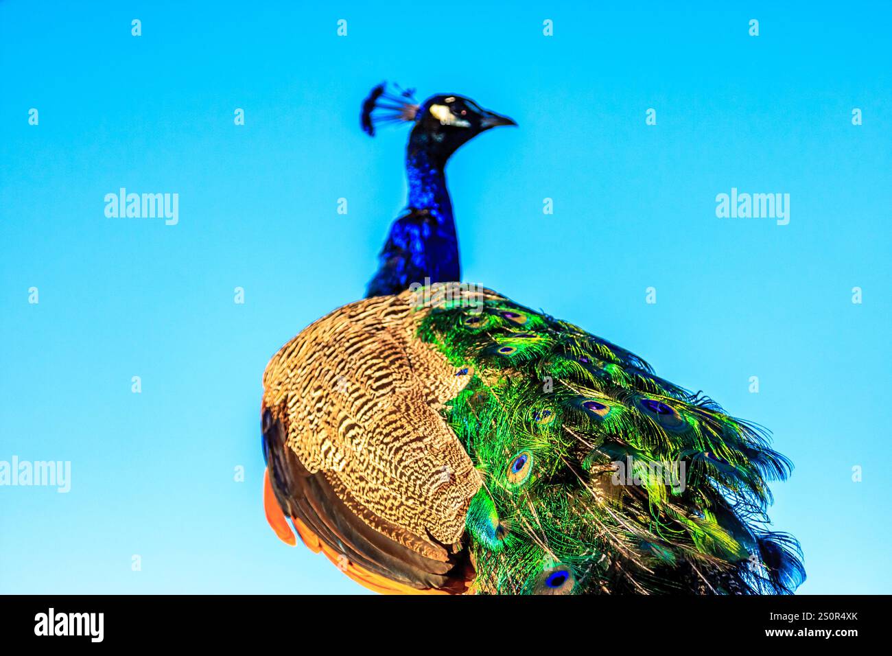 Ein blauer und grüner Pfau steht auf einem Felsen vor einem blauen Himmel. Die Vogelfedern sind lebendig und ein Blickfang, was sie zu einem wunderschönen und maj macht Stockfoto