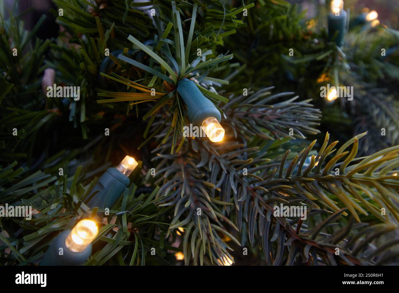 Detailaufnahme von LED-weihnachtslichtern in Kiefernzweigen, Dekoration für die weihnachtszeit Stockfoto