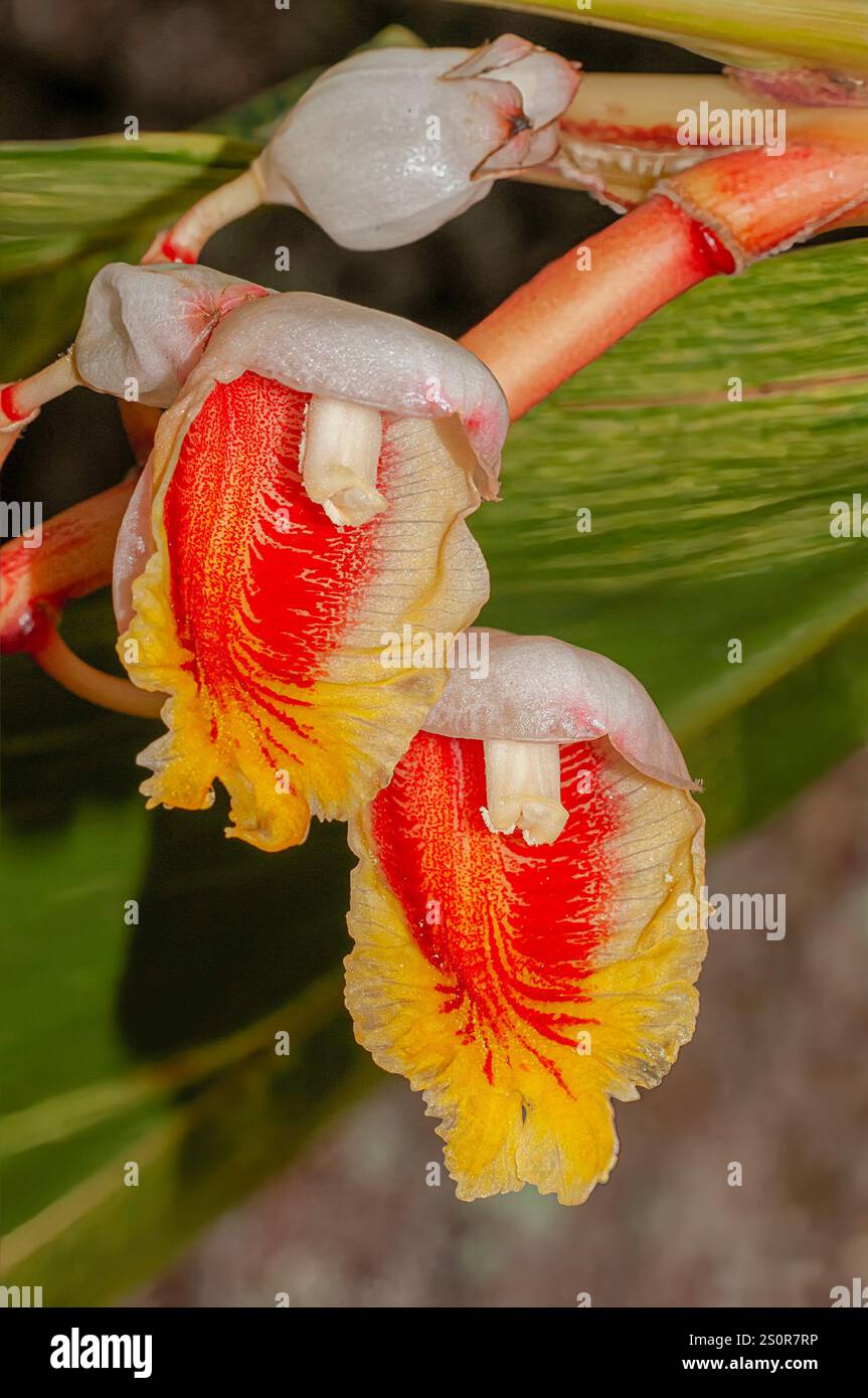 Ein vertikales Bild der exotischen Blüten des verschiedenartigen Muschelgingers Alpinia zerumbet variegata, einer tropischen Zierpflanze aus Ostasien. Stockfoto