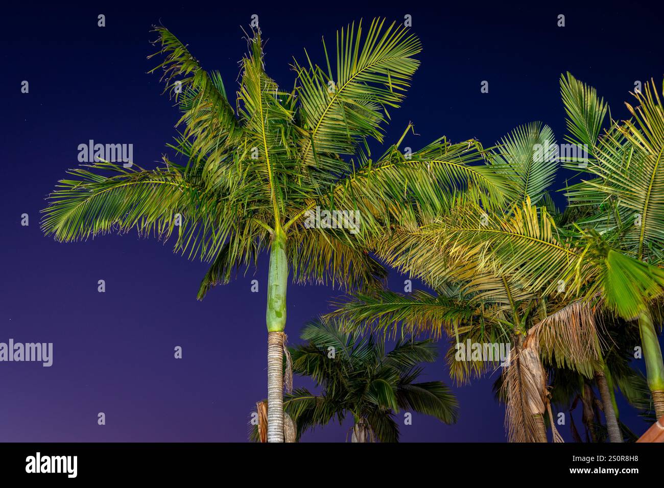 Palmen beleuchtet in der Nacht Stockfoto