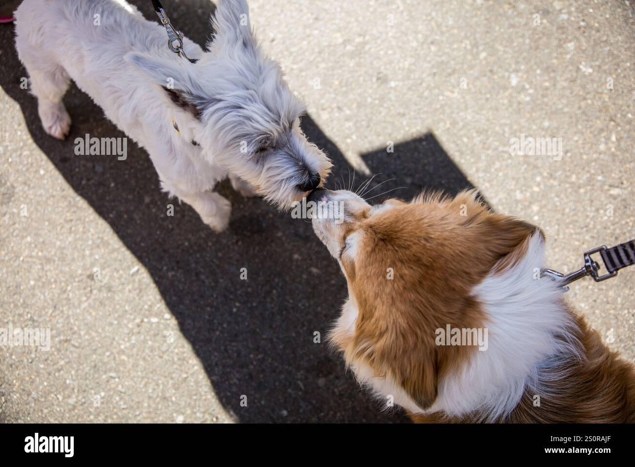 Hunde treffen sich und küssen - Liebe auf den ersten Blick Stockfoto