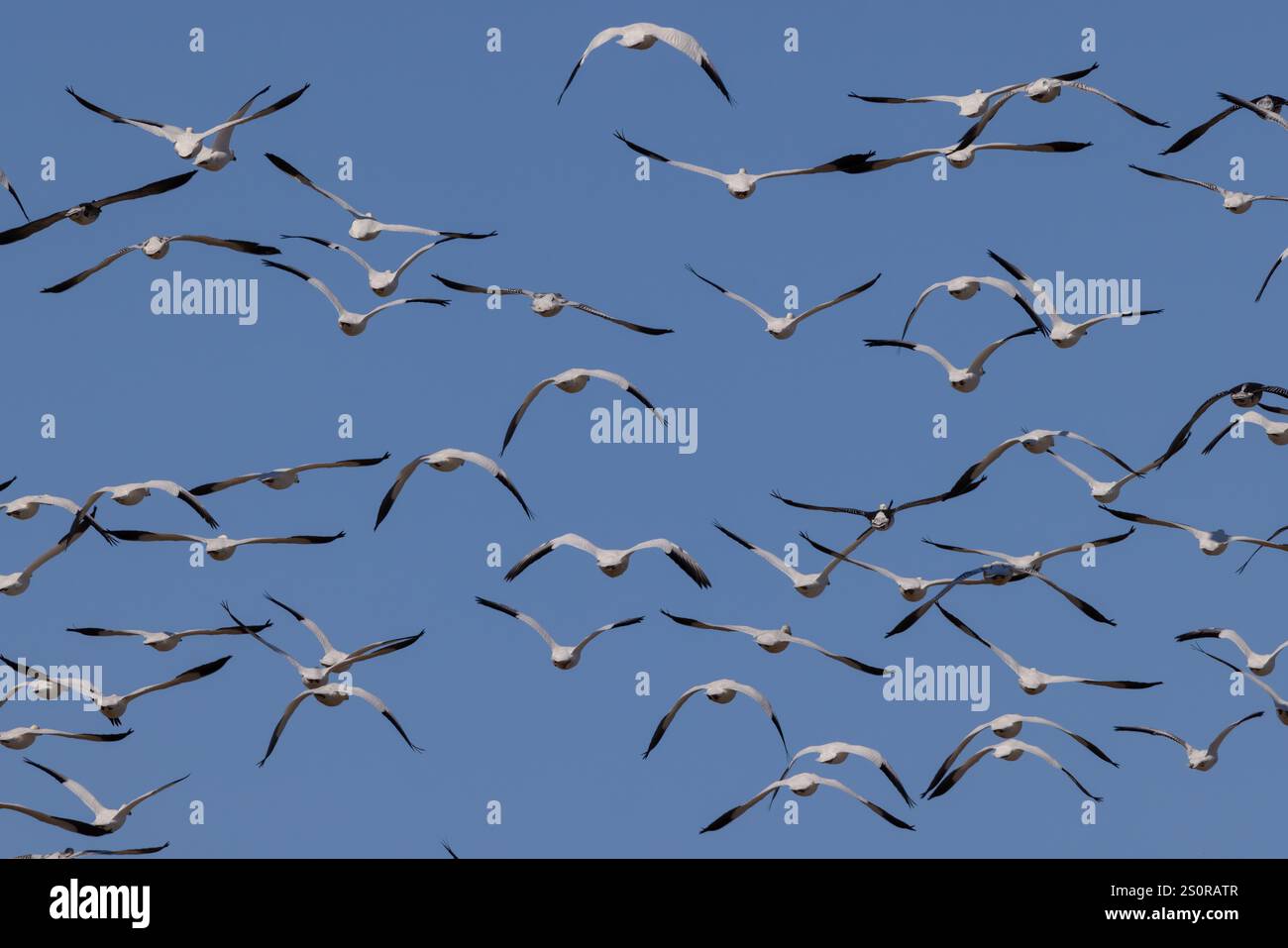 Schneegänse und Blaugänse im Flug während der Migration, Lewes, Delaware Stockfoto