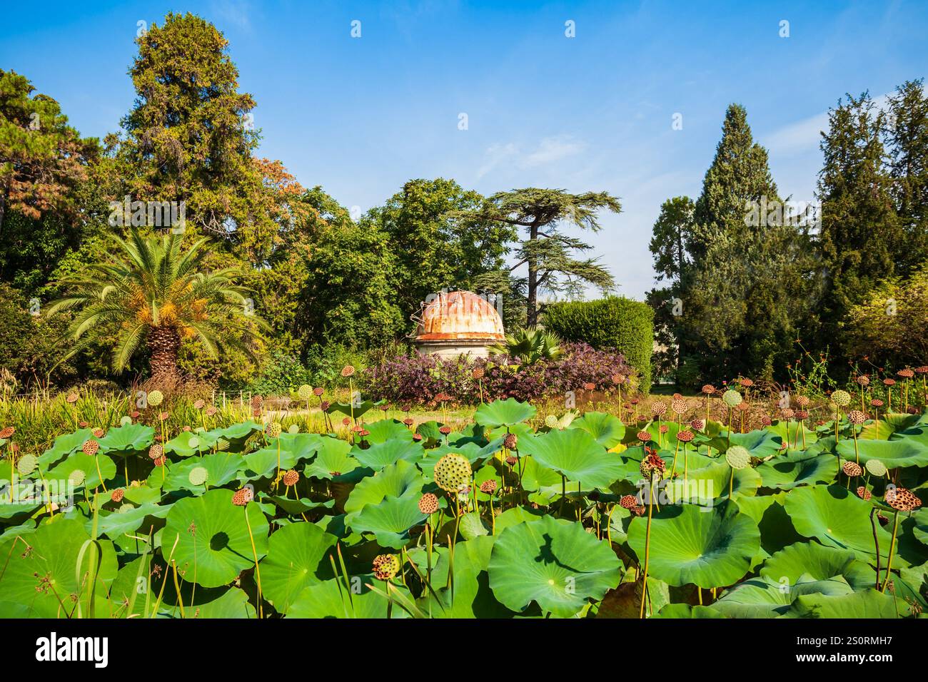 Der Jardin des Plantes de Montpellier ist eine öffentliche Botanische Garten in Montpellier, Frankreich Stockfoto