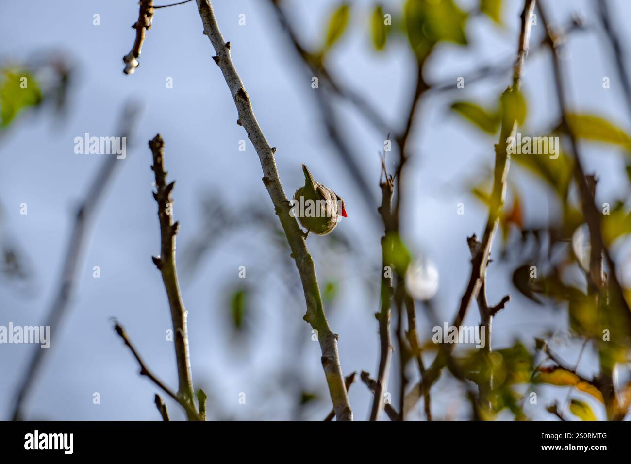 Ein gewöhnlicher Wachsschnabel, der auf einem Baum sitzt Stockfoto