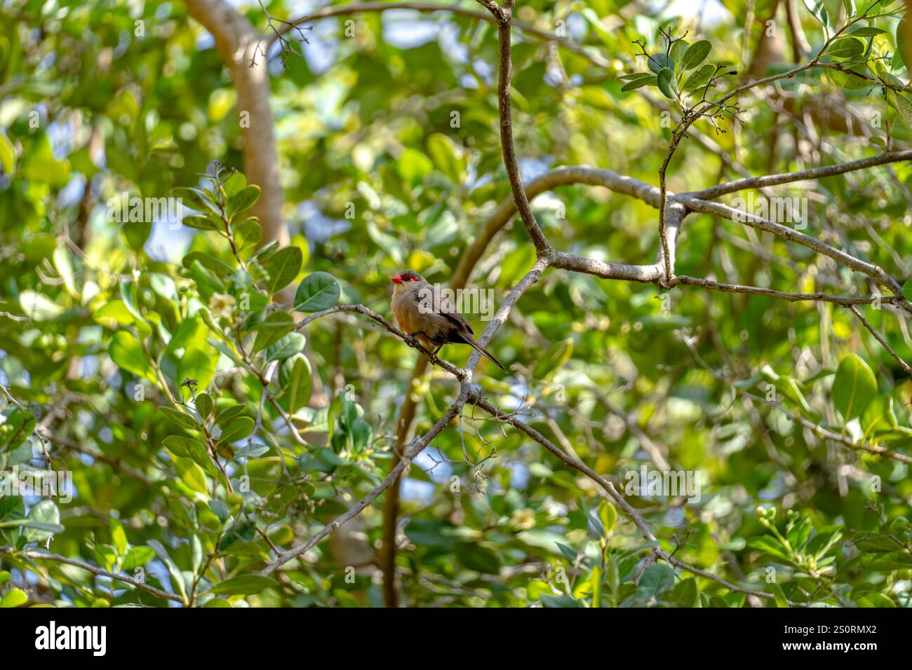 Ein gewöhnlicher Wachsschnabel, der auf einem Baum sitzt Stockfoto