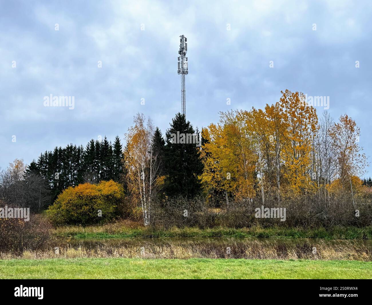 Hohe goldene Birken im Herbst Finnlands mit lebhaftem Laub vor einem dramatischen ländlichen Feld, das die Schönheit der nordischen Naturlandschaften mit zeigt - Smartphone-aufgenommenes Stockfoto