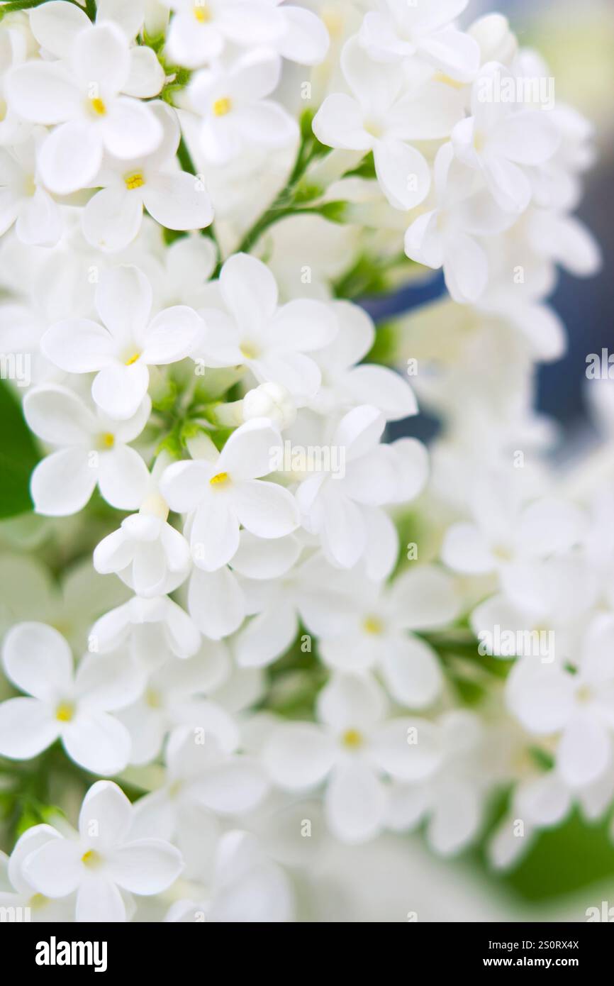 Blühender flieder blumen. Makro Foto. Stockfoto