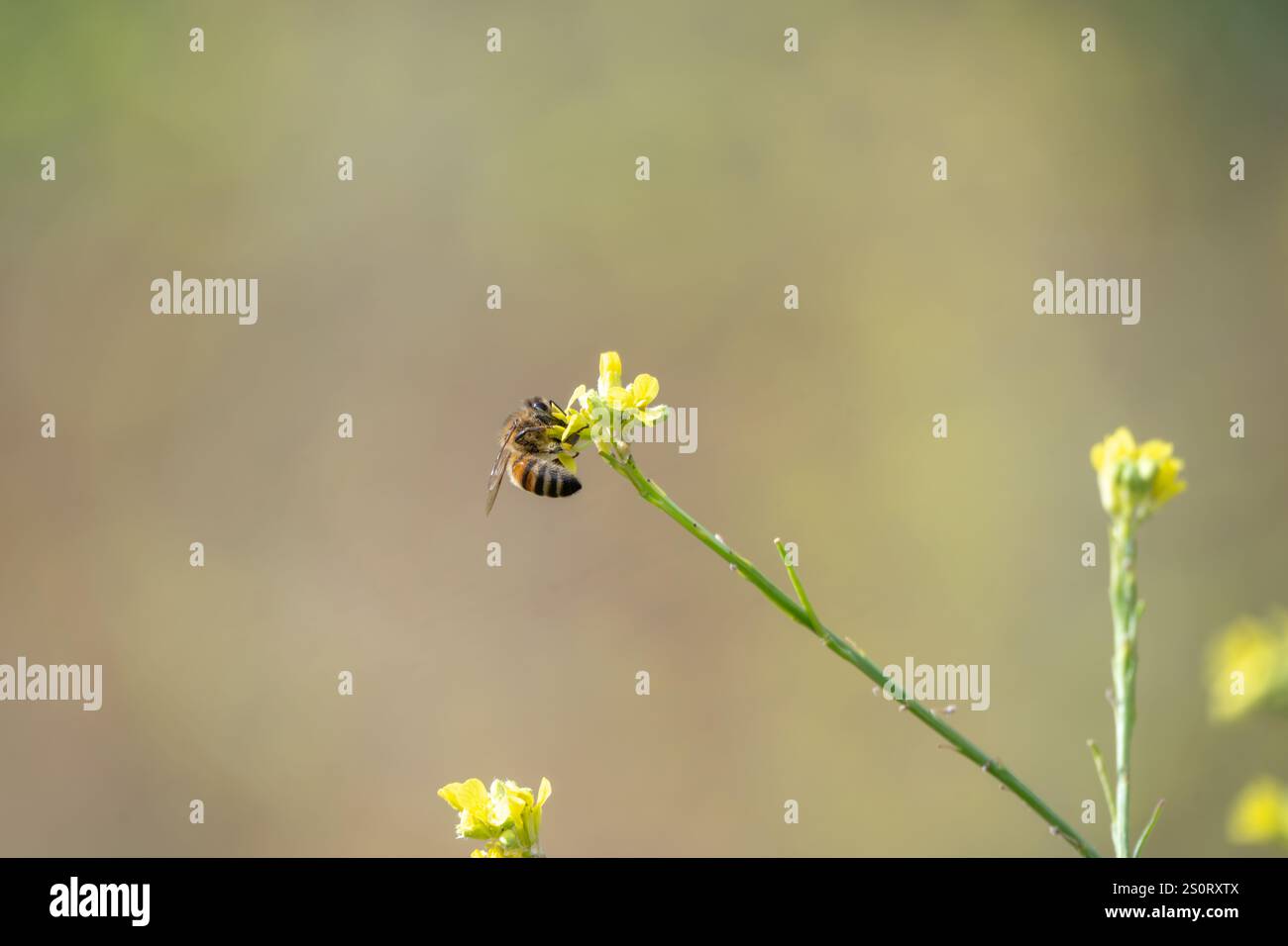Biene auf gelber Wildblume, sonniger Tag, Makrodetail, einzeln isoliert, Kopierraum Stockfoto