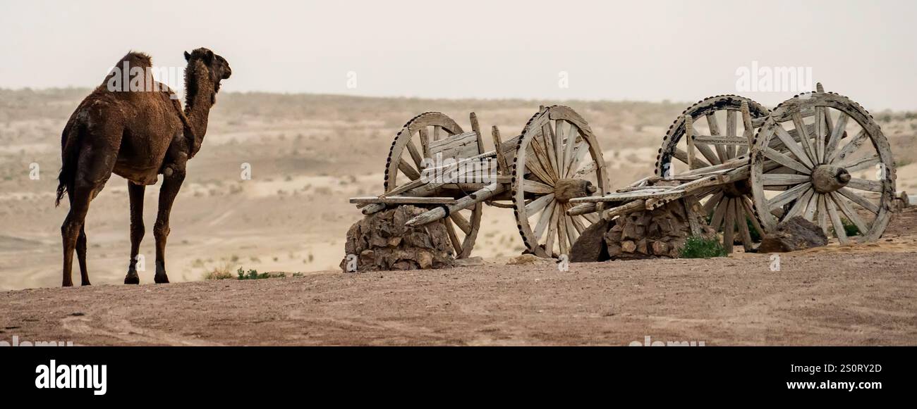 Ein Kamel steht neben verlassenen Holzkarren in einer Wüstenlandschaft. Die Szene fängt die trockene Umgebung mit karger Vegetation und fernen Hügeln ein. Stockfoto