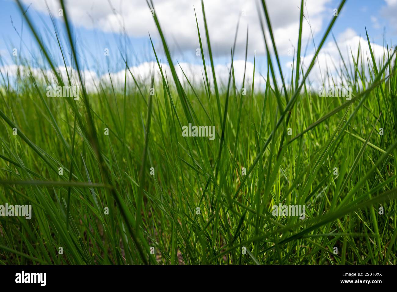 Grünes Gras vor blauen Himmelswolken, Nahaufnahme von Makroaufnahmen, Hintergrundtapete mit Strukturmuster, üppige, stachelige Weidefläche, sonniger Sommer Stockfoto