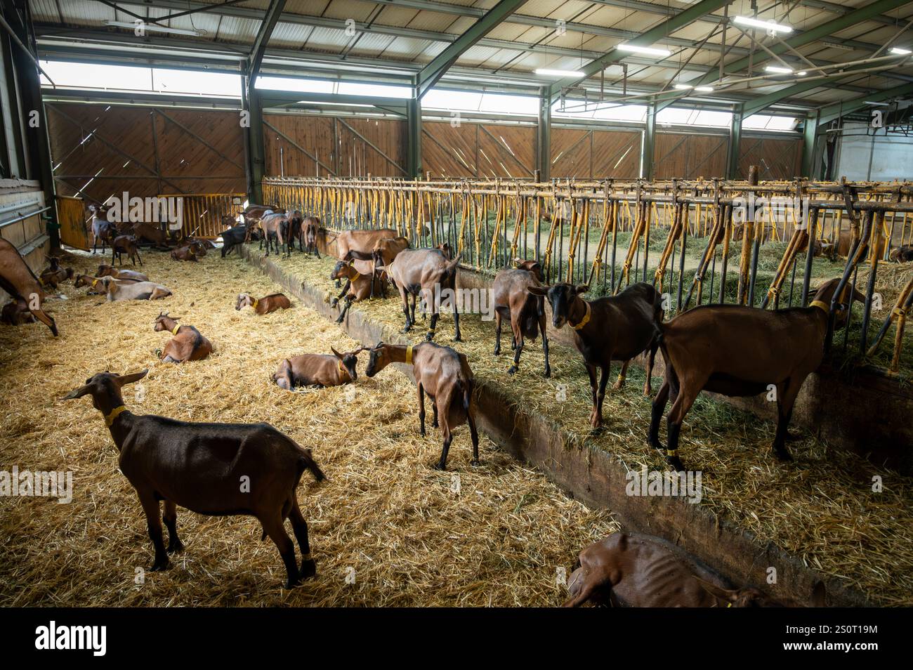 Käseherstellung auf Ziegenfarm, Rocamadour-Weichziegenkäse mit weicher Rinde, hergestellt auf dem Bauernhof in Perigord und Quercy, Frankreich, fa Stockfoto