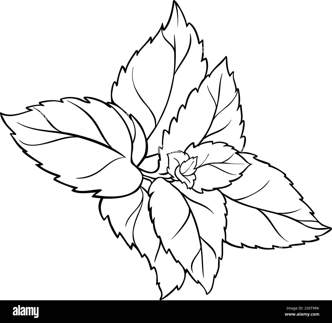 Abbildung: Pepperminzzweig Blätter Der Umrisslinie. Stock Vektor