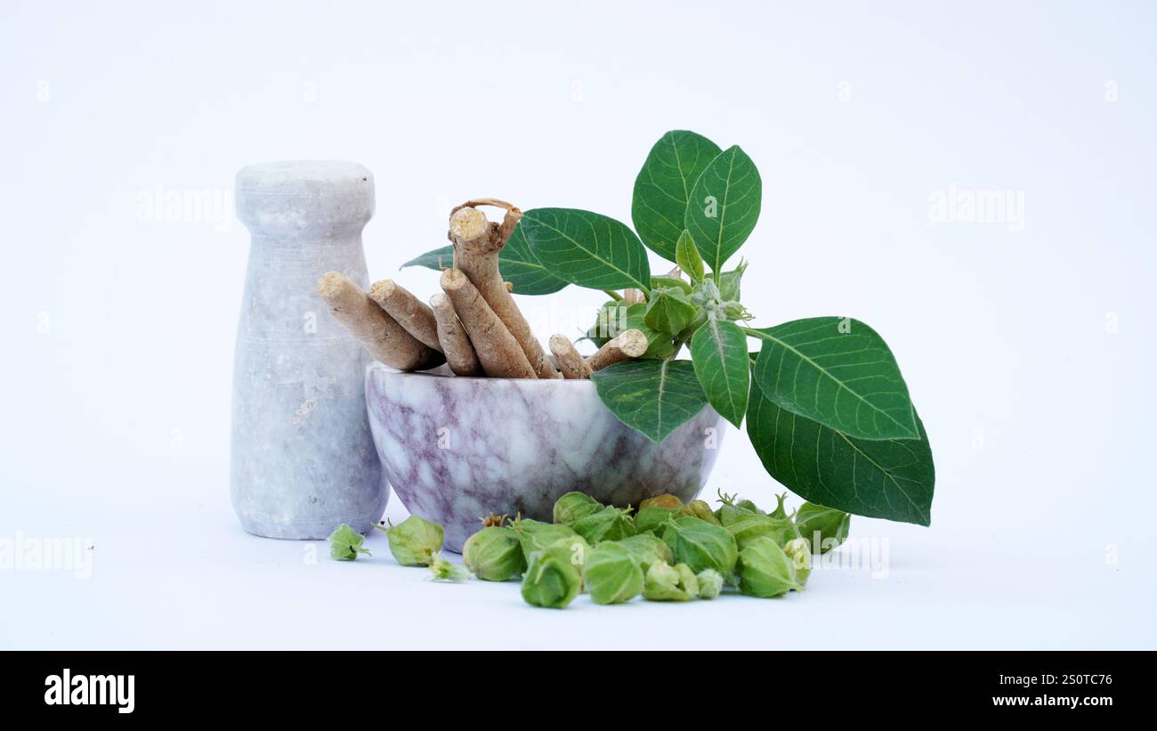 Withania-somnifera-Pflanze. Allgemein bekannt als Ashwagandha (Winterkirsche), ist eine wichtige Heilpflanze, die in Ayurved verwendet wurde. Indischer Ginseng Stockfoto