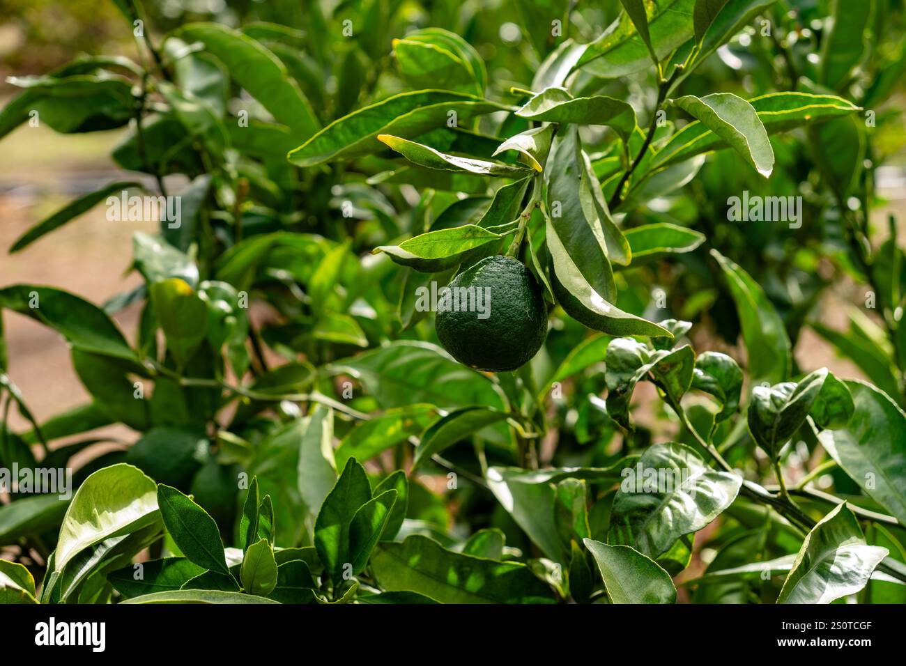 Reife Avocadofrüchte wachsen auf Bäumen Stockfoto