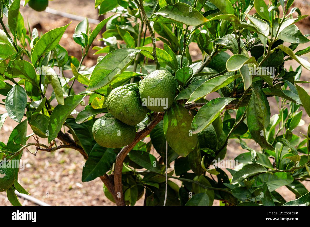 Reife Avocadofrüchte wachsen auf Bäumen Stockfoto