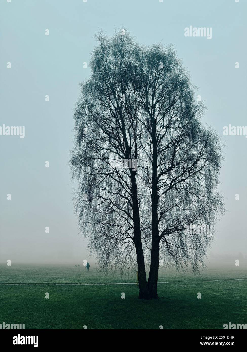 Hundeführer im Nebel mit einem einzelnen Baum auf Spielfeldern in Adlington bei Chorley, Lancashire, Großbritannien - Smartphone-aufgenommenes Stockfoto