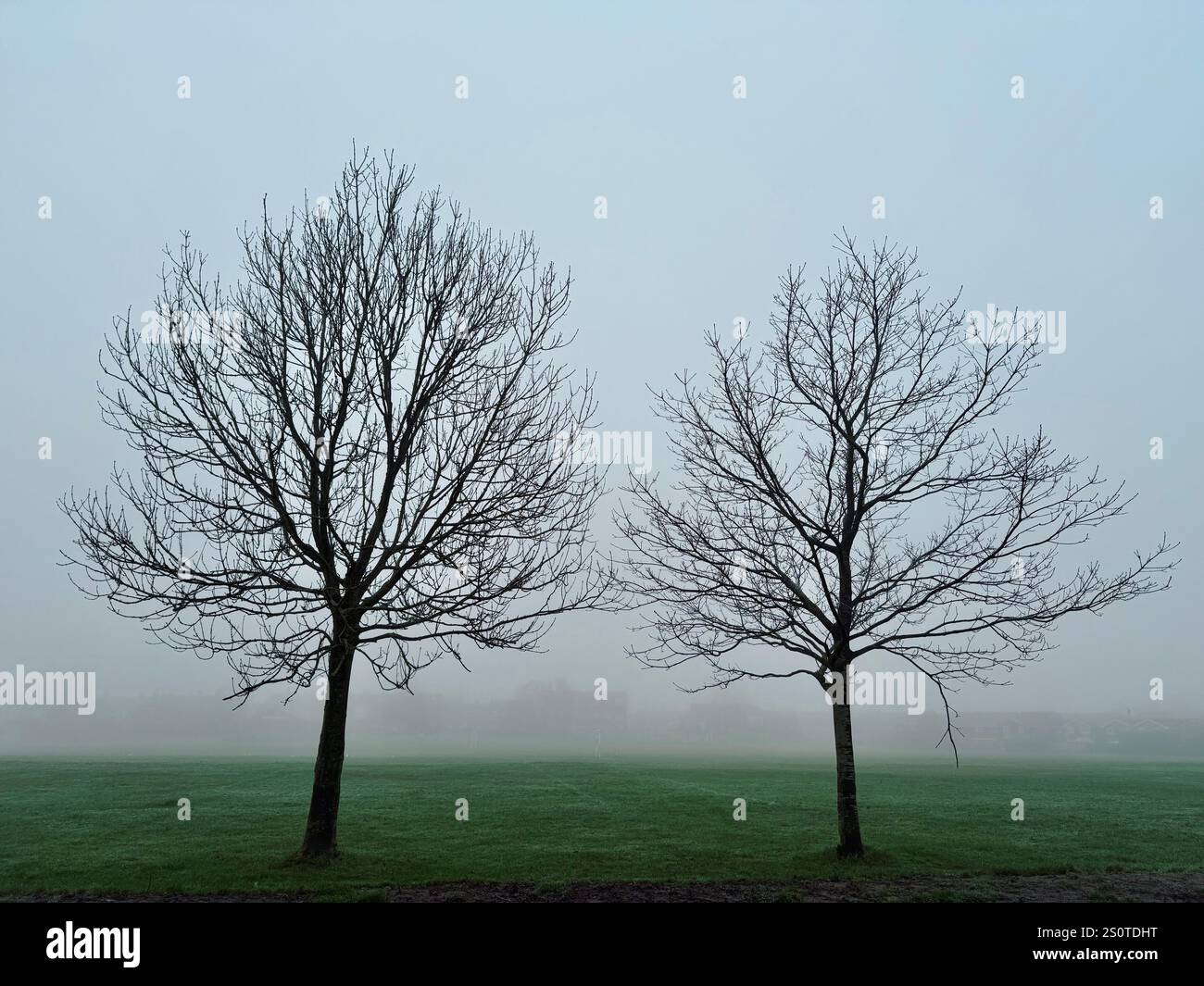 Zwei Bäume im Nebel auf dem Feld in Adlington bei Chorley in Lancashire, Großbritannien - Smartphone-aufgenommenes Stockfoto