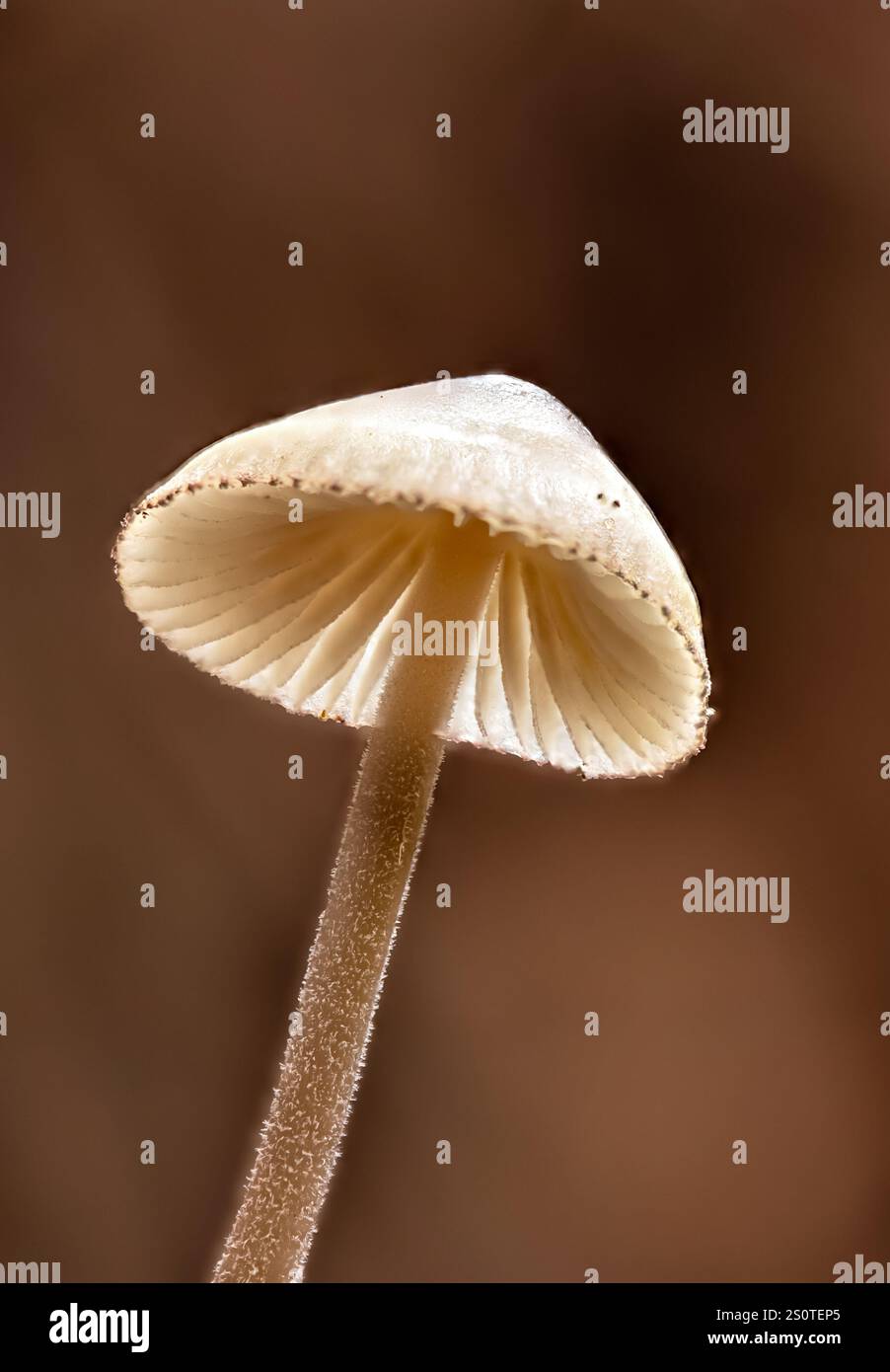 Nahaufnahme eines Myzengalopus, allgemein bekannt als die Milchmyzena Stockfoto