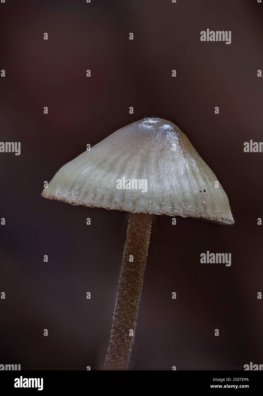 Nahaufnahme eines Myzengalopus, allgemein bekannt als die Milchmyzena Stockfoto