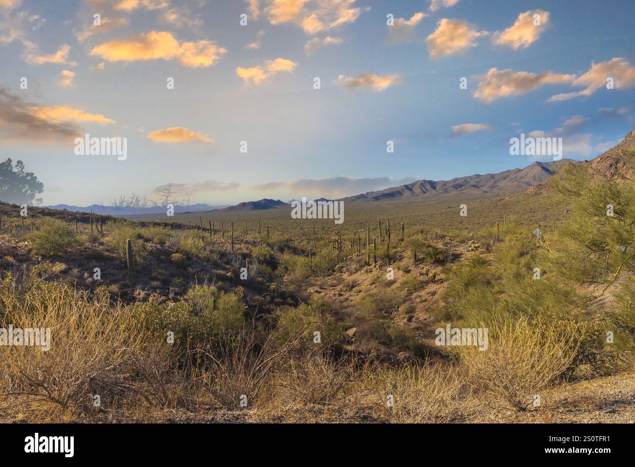 Dieses Foto fängt die raue Schönheit von Tucson, Arizona, mit seiner dramatischen Berglandschaft am Horizont ein. Saguaro Kakteen Punkt Stockfoto